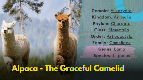 Alpaca standing in an Andean pasture showing soft, dense fleece